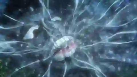 JoJo no Kimyou na Bouken Parte 3: Stardust Crusaders Episodio 24