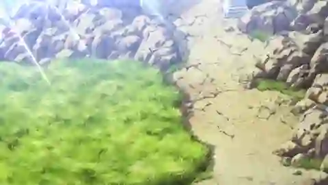 Pokemon: The Origin Episodio 4